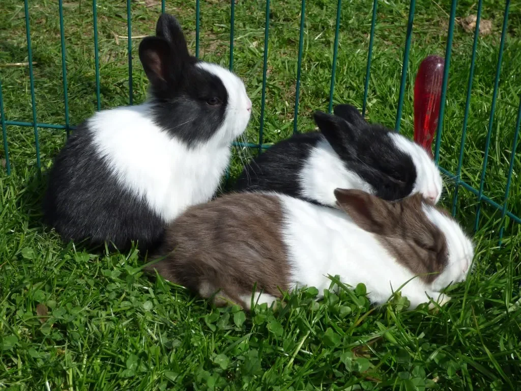 Dutch Rabbit rabbit