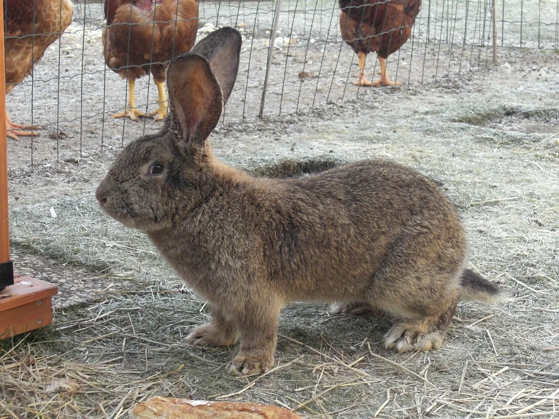 Grey Giant rabbit