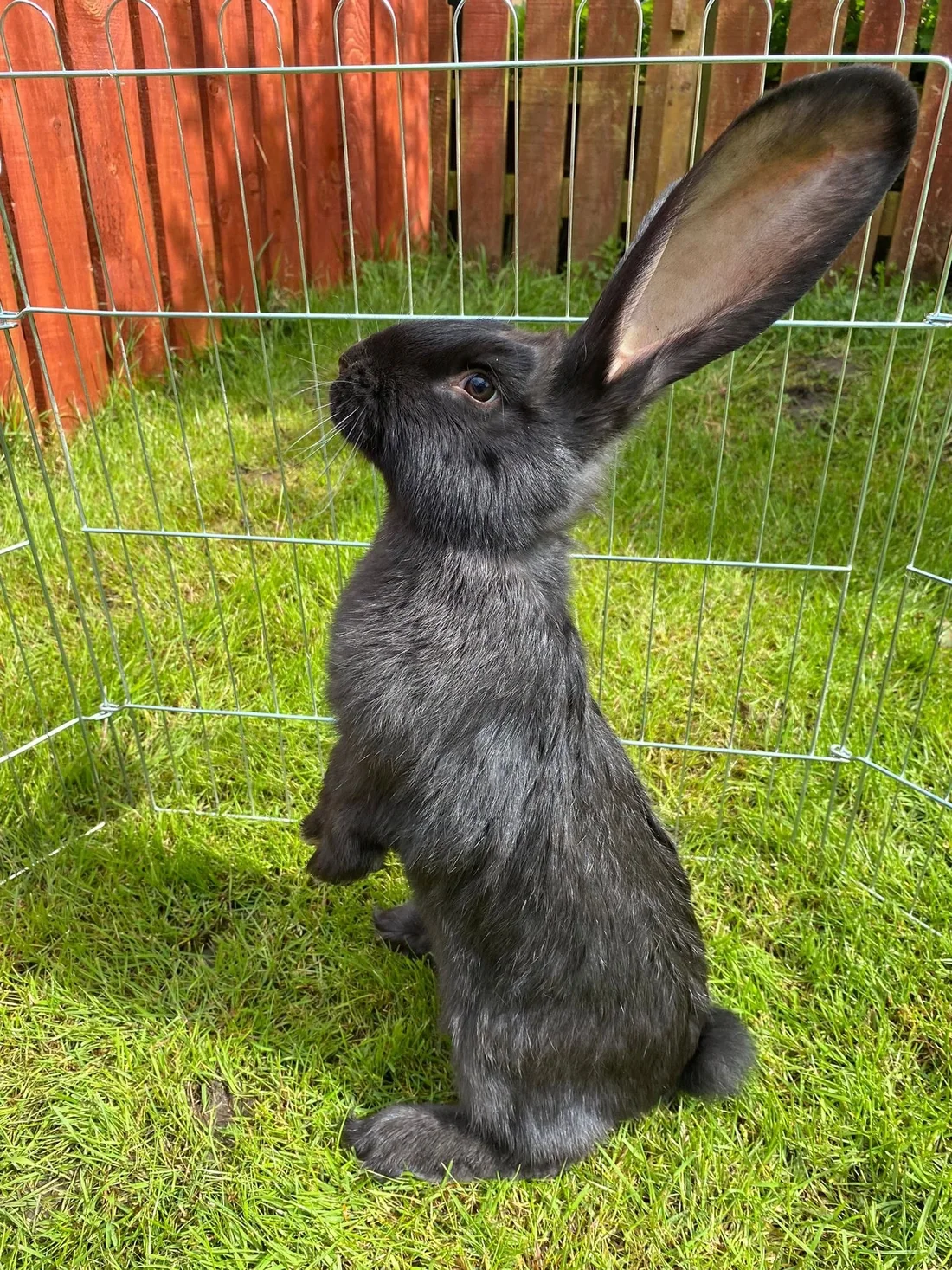 Black Giant rabbit