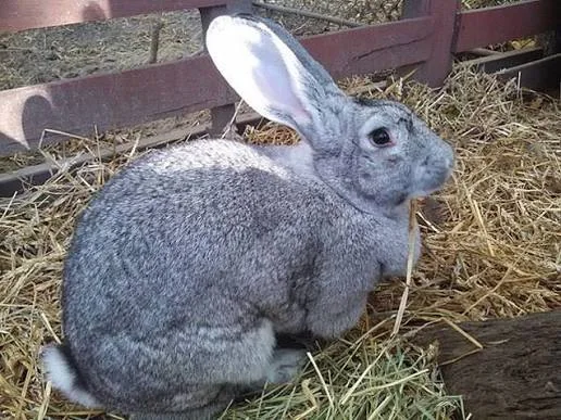 Giant Chinchilla rabbit