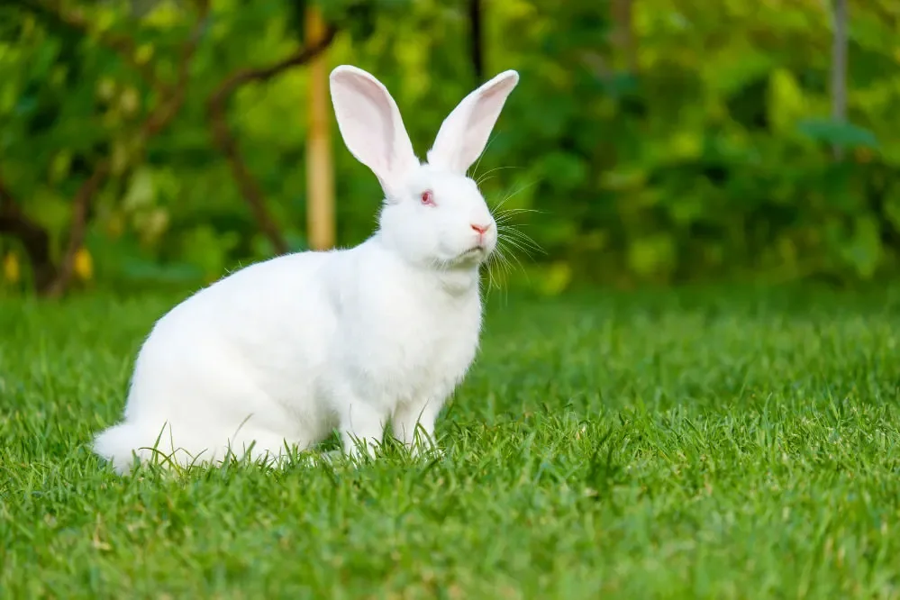 White Giant rabbit