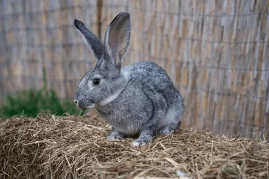 Soviet Chinchilla rabbit